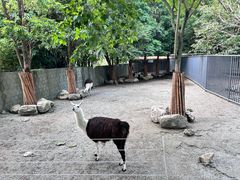 -成都动物园