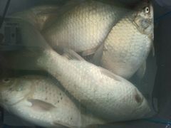 -尚水元休闲自助餐厅(中央城店)