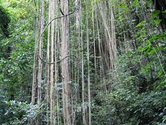 -莫里热带雨林景区
