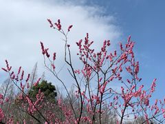 -苏州上方山国家森林公园