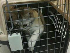 -伟伟宠物医院·CT影像中心·瑞派犬猫综合性门诊(汉口总院)