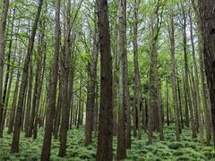 -上海共青森林公园