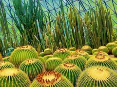 -深圳仙湖植物园