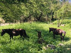 -硗碛藏寨·神木垒景区