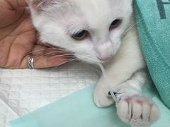 -爱侣宠医·鹦鹉专科·小型哺乳类·异宠专科(灵石路店)