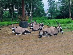 -大连森林动物园