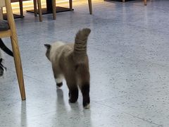 -喵园·猫主题咖啡厅·撸猫·猫咖(国贸店)