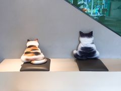 -飞行喵MR PILOT|猫舍·猫咖(静安大融城店)