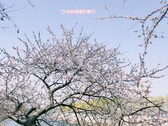 -桃花堤公园