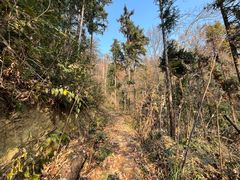 -素山寺森林公园