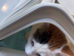 -小伙伴宠物医院•急重症转诊中心·老年专科·犬猫全科(北大街总院)