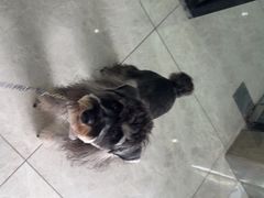 -瑞鹏瑞爱宠物医院·全科·猫科·血液透析中心(龙头寺店)