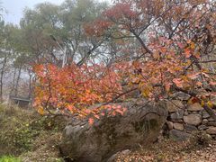 -大岭沟猕猴桃谷风景区