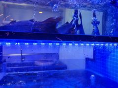 -云中鱼蒸汽石锅鱼(川沙百联店)