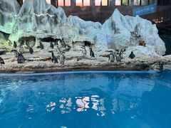 -帝企鹅自助餐厅•儿童岛•真企鹅(长隆企鹅酒店)