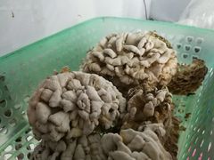 白参菌-贵长农家乐·北海湿地
