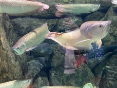 -成都浩海立方海洋公园