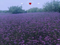 -西京湾花海