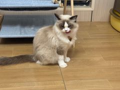 -唐小姐の私宠·宠物洗护美容·撸猫馆·购宠(周浦万达旗舰店)