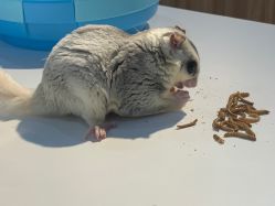 -Moni星球萌宠·小马宝莉·灵蛇·高端高阶全萌宠互动体验俱乐部(红豆国际广场店)