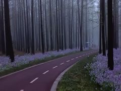 -黄海国家森林公园