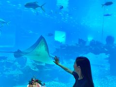 -海棠湾洲际-涛·海底餐厅·美人鱼·自助餐·海底隧道