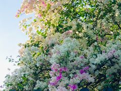 -深圳国际园林花卉博览园