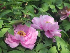 -洛阳郁金香牡丹园