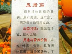 iphone_upload_pic-兰陵国家农业公园