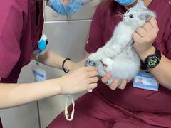 -美联众合动物医院·24h转诊中心