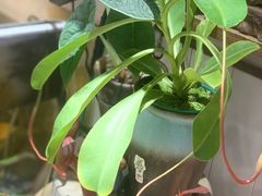 -Rabbit Cafe私房西餐甜点咖啡(栖霞路店)