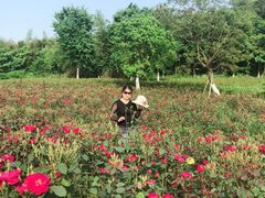 -杏花村文化旅游区
