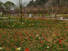 -绵阳盛世樱花悠乐谷