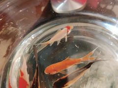 -中环花鸟鱼虫市场