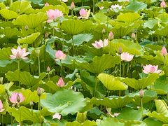 -荔湾湖公园