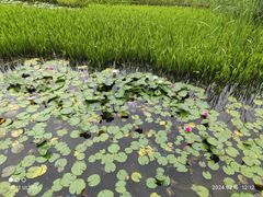 -昆山城市生态森林公园