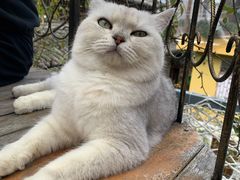 -喵屿·大理花园猫咖