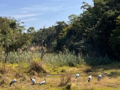 -普洱太阳河森林公园