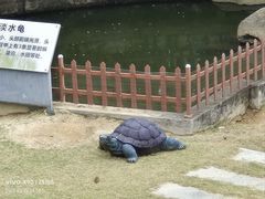 -广东惠东海龟国家级自然保护区