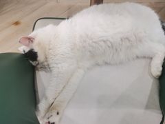 -安格丽娜·狗咖·猫咖羊驼咖(春熙路百盛商场店)