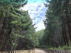 -苏木山森林公园