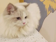 -滚猫咖啡·猫咖·猫友好撸猫(未来城店)