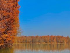 -上海海湾国家森林公园