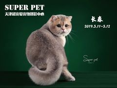 -超宠爱宠物摄影-Super pet