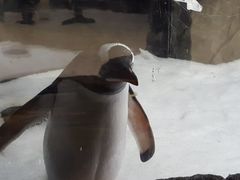 -悉尼海洋生物水族馆