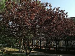 -桃花堤公园