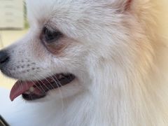 -怪兽屋·羊驼·猫咖·狗咖(俊华广场店)