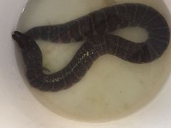 -荔城生鲜盛宴(番禺旗舰店)