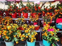 -越秀西湖花市(广州城市广场花卉店)