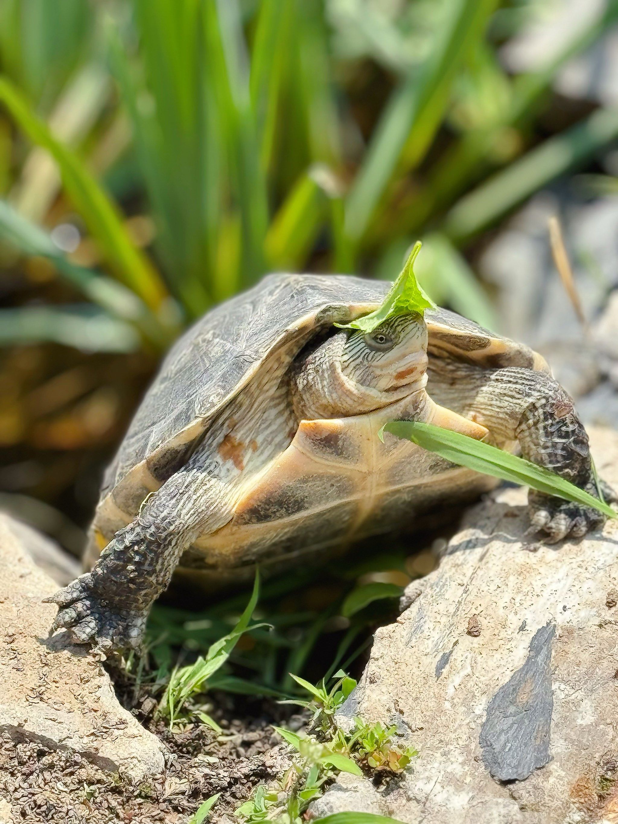 给小乌龟🐢戴上草帽👒